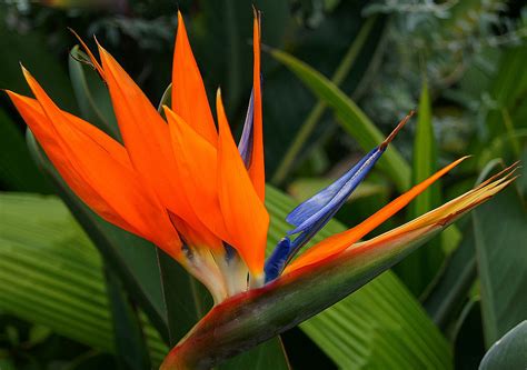 STRELITZIA REGINAE BIRD OF PARADISE 14cm 140mm