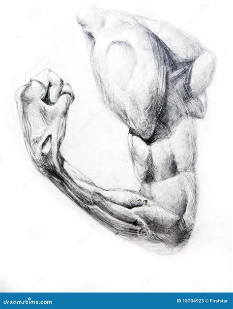 Anatomy Muscles.Drawing Studio Works Stock Illustration - Illustration ...