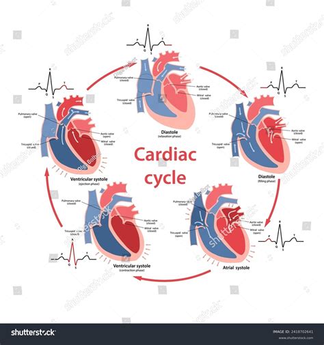 Diagram Phases Cardiac Cycle Their Phases Stock Vector Royalty Free 2418702641 Shutterstock