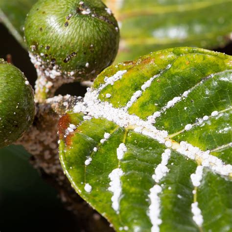 Lista 94 Imagen Como Eliminar La Cochinilla Algodonosa En Las Plantas