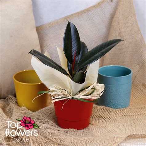 Фикус (Ficus elastica robusta) - Доставка на цветя в София и страната