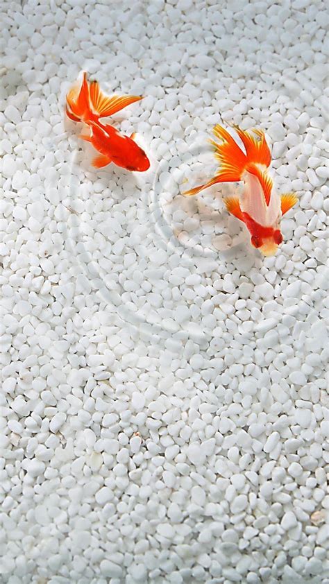 Koi Fish Aesthetic Wallpaper - ipanemabeerbar