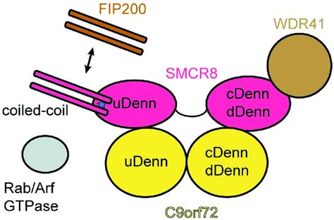 Schematic Of C Orf Smcr Complex With The Position Of The Interaction