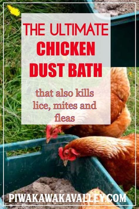 Keep Your Chickens Healthy And Happy With The Ultimate Chicken Dust