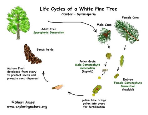 Pine Tree Life Cycle Gymnosperm