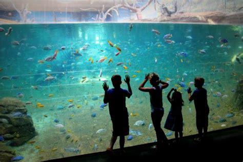 Adventure Aquarium, NJ | Amazing aquariums, Public aquarium, Local events