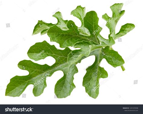 Watermelon Leaf Images Stock Photos And Vectors Shutterstock