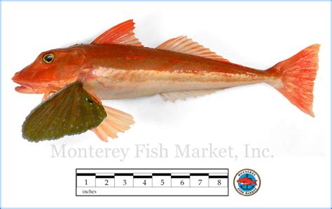 Southern Sea Robin Monterey Fish Market Seafood Index — Monterey Fish