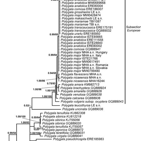 Bayesian Phylogenetic Tree Based On The Nrits Sequence Analysis With