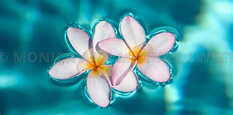 Michael Swiet Photography Maui Hawaii Sweet Aqua Plumeria 3