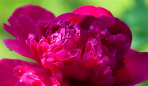 Pink Peonies : The Blooming Beauty of nature