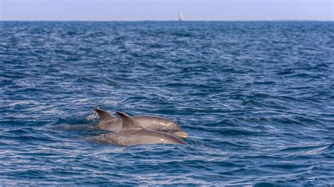 Protection des dauphins le Conseil d Etat suspend des dérogations à