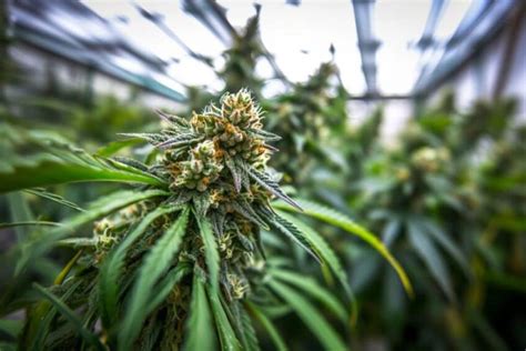 Alaskan Thunder Fuck The Legendary Strain