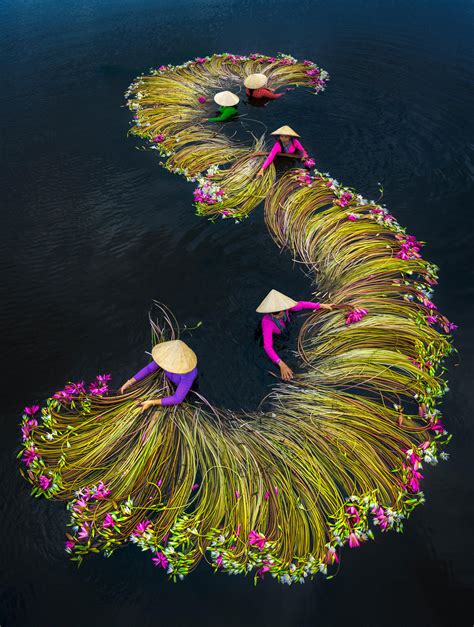 La récolte annuelle de nénuphars au Vietnam