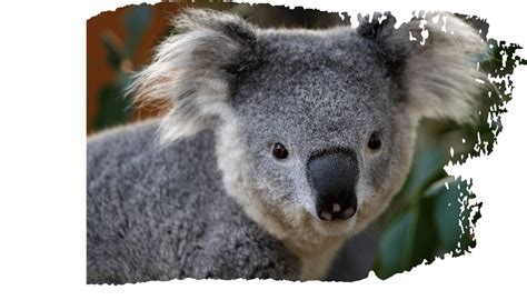 Taronga Zoo