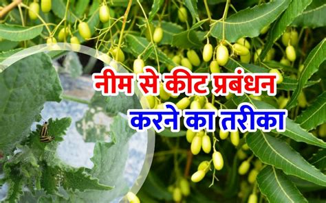 Pest Management With Neem नीम से कीट प्रबंधन करने का तरीका Pest