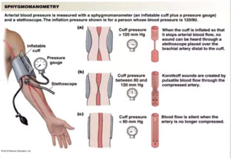 ICS Q1 Basic Vital Signs Flashcards Quizlet