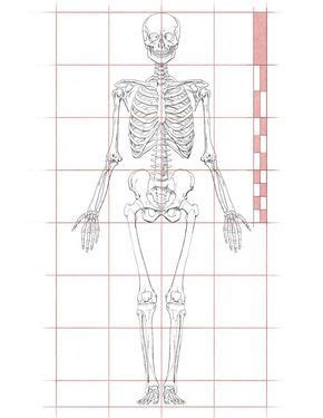 Human Proportions for Figure drawing | Figure drawing, Drawings, Figures