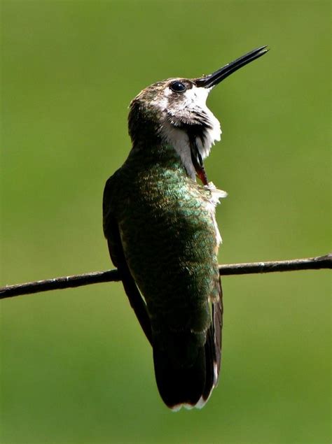 Hummingbird Preening Her Feathers Photographed By Teresa Albert