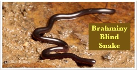 Brahminy Blind Snake Non Venomous Not Dangerous