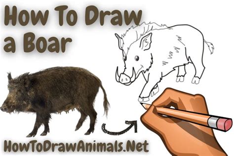 How To Draw An Alpaca Fun And Easy Drawing Tutorial