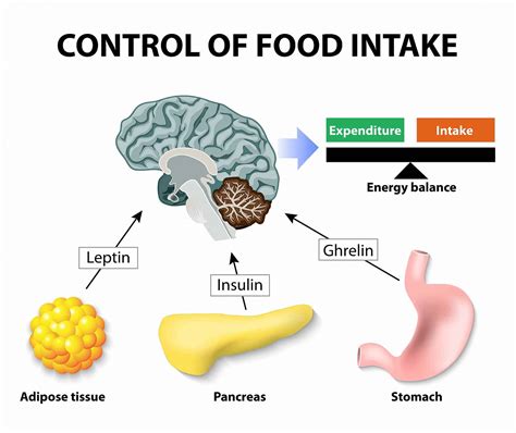 Hunger Hormone Ghrelin What Is It And How Can You Control It Elara