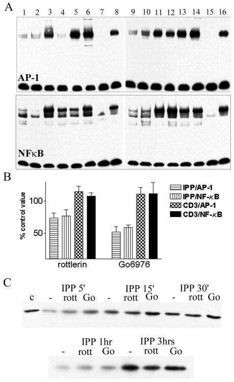 Novel And Classical Pkc Isoforms Mediate Ipp Induced Activation Of Nf B