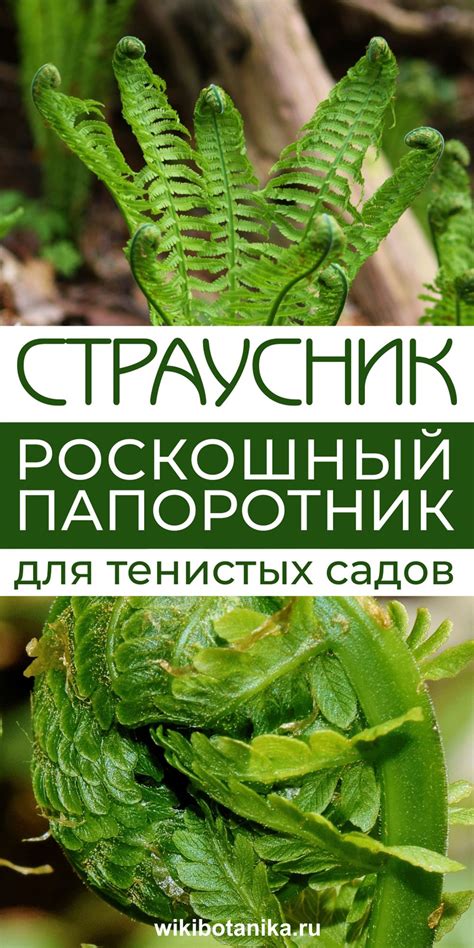Страусник: папоротник для тенистых садов | Теневыносливые растения ...