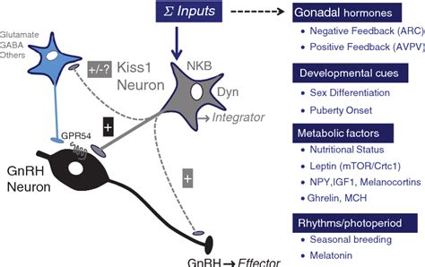 Figure From Physiological Roles Of The Kisspeptin Gpr System In The