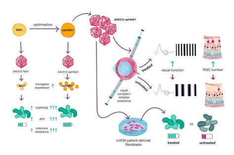 Novel Gene Therapy Shows Promise For Treating Multiple Eye Diseases Hale Plus Hearty