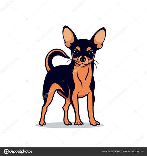 Sjokoladebrun Chihuahua