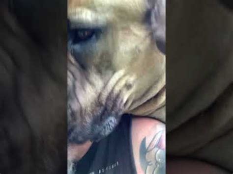 Boerboel nibbling on my ear - YouTube