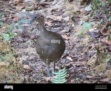 Great Tinamou Tinamus Major Aves Stock Photo Alamy