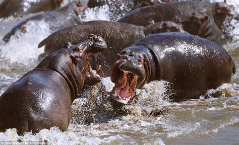 Into the wild: Photographer captures animals as they battle it out in ...