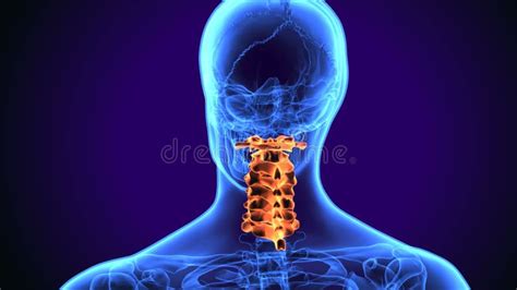 Ejemplo 3d De La Anatom A De Espinal Cervical De La Espina Dorsal