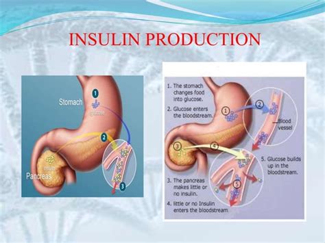 Insulin production | PPT