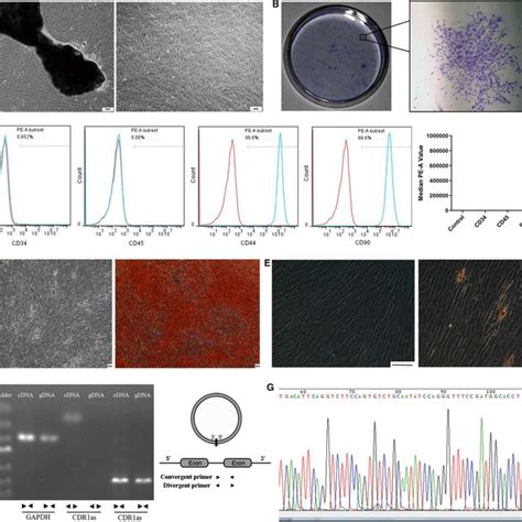 Identification And Validation Of Pdlscs And Cdr As A Pdlscs Were