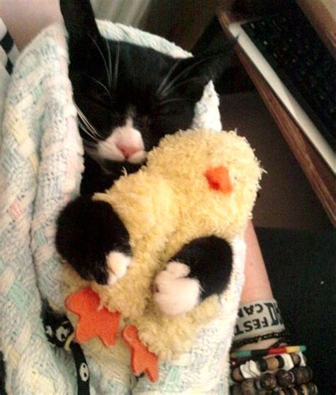 Kitty Never Sleeps Without Her Little Quack Love Meow