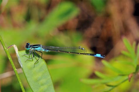 Six British Dragonflies To Spot In Britain This Summer Country Life