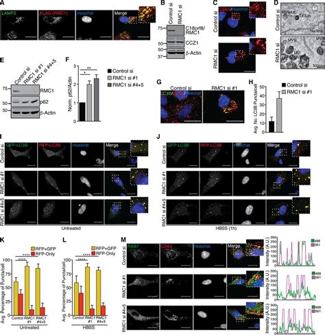 C18orf8 RMC1 Is Required For Endolysosomal Size Control And Autophagic