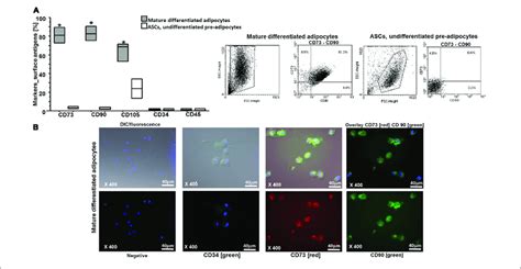 A Flow Cytometry Analysis On Ascs And On Mature Differentiated