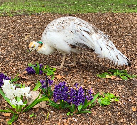 Solve White Peacock In Beacon Hill Park Paon Blanc Dans Le Parc Beacon