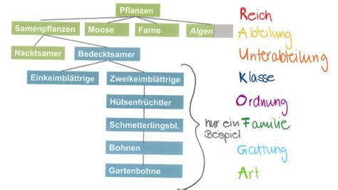 Biologie Reich Der Pflanzen Flashcards Quizlet