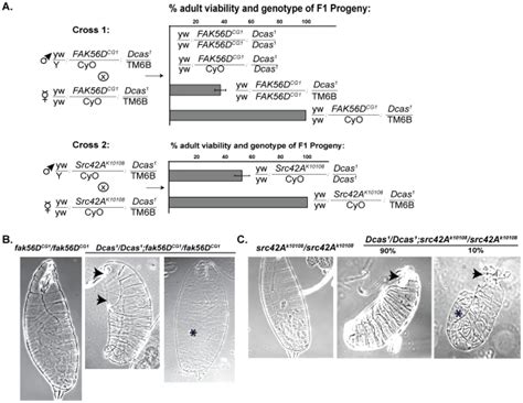 A. Represent examples of a genetic cross of two double heterozygous ...