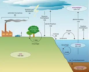 CYCLES BIOGÉOCHIMIQUES Index Encyclopædia Universalis