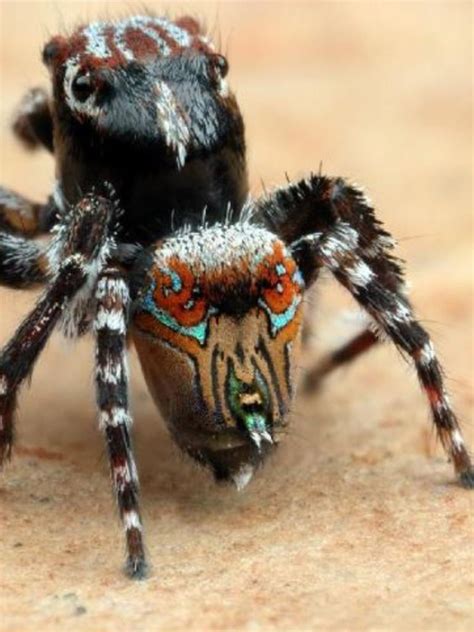 Three New Spiders Discovered In Australia By Scientist Joseph Schubert