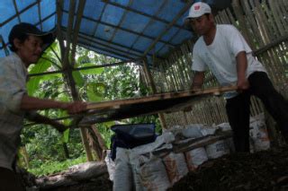 Petani Membuat Pupuk Kompos Organik Di Cijeruk Bogor DATATEMPO