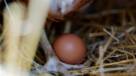 1.35 million chickens being killed on Ohio egg farm to contain bird flu ...