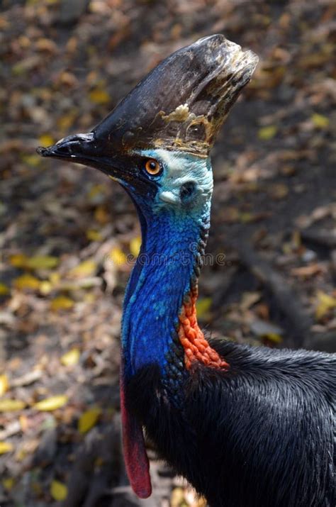 Cassowary Stock Photo Image Of Flightless Endangered 46751308
