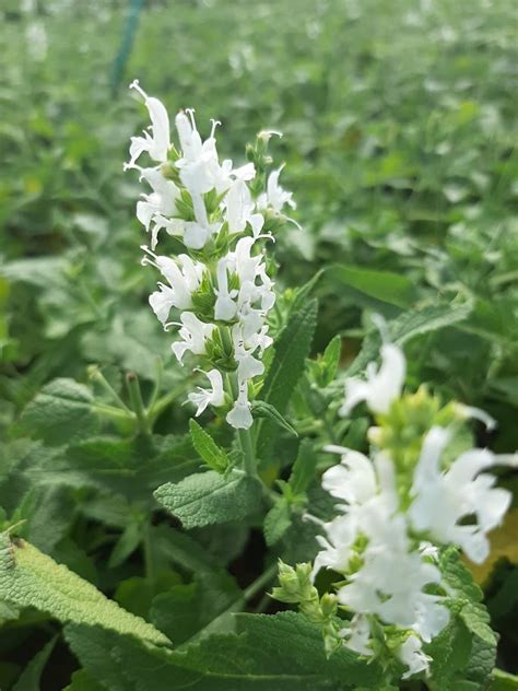 Salvia nemorosa Schneehügel Kwekerij De Boever